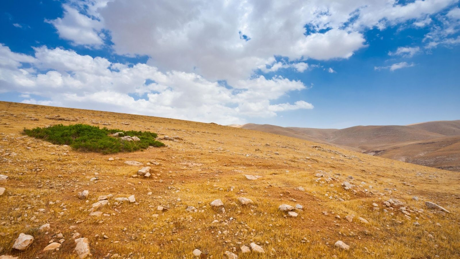 green-oasis-and-big-stones-in-sand-hills-of-samari-2026-01-09-13-31-49-utc