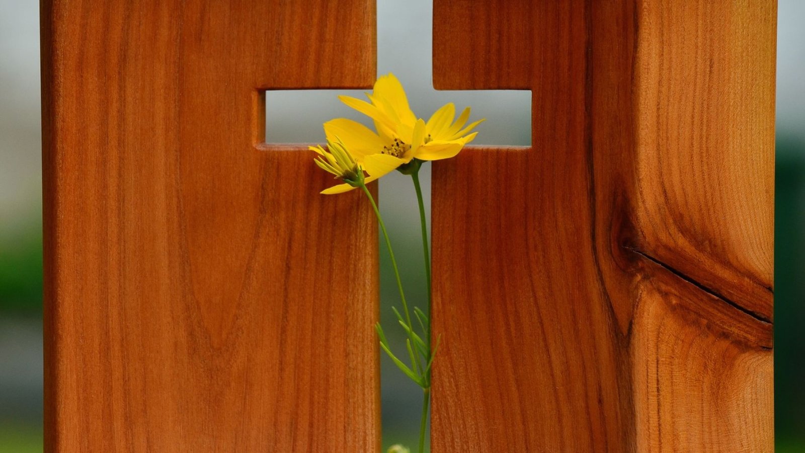madeira-flor-viva-verde-símbolo-religião-578137-pxhere.com_-1